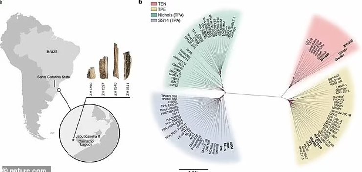 бразилія патоген