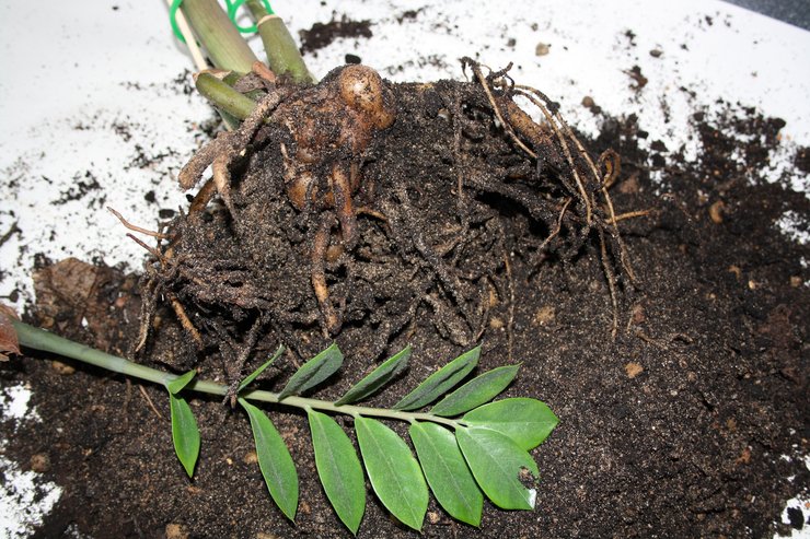 замиокулькас