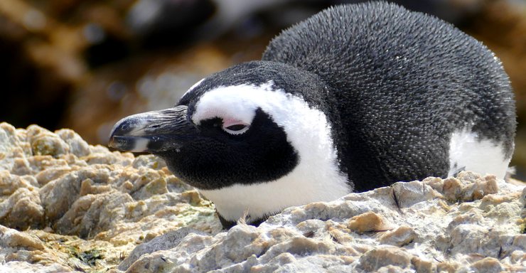 африканські пінгвіни