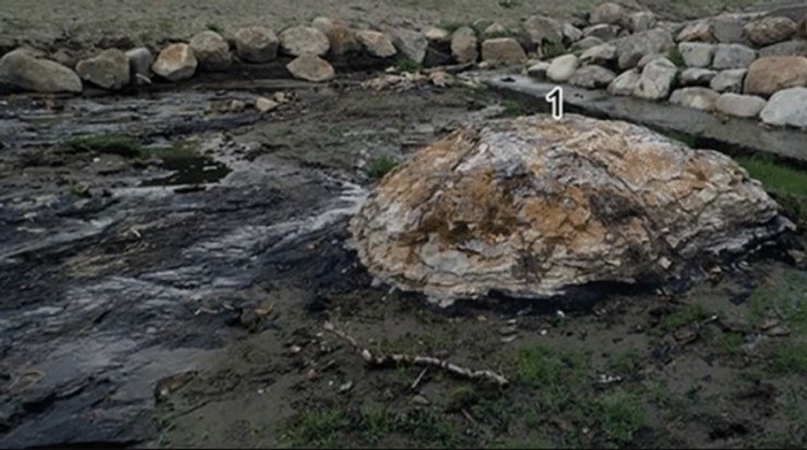 ископаемый лес япония