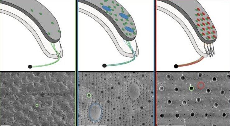 хитоны глаза схема