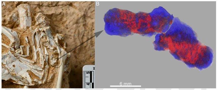 Miosurnia diurna, окаменелые кости