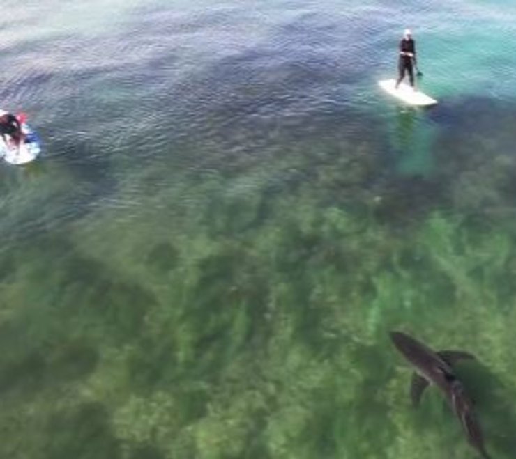 Иногда белые акулы проявляют любопытство.