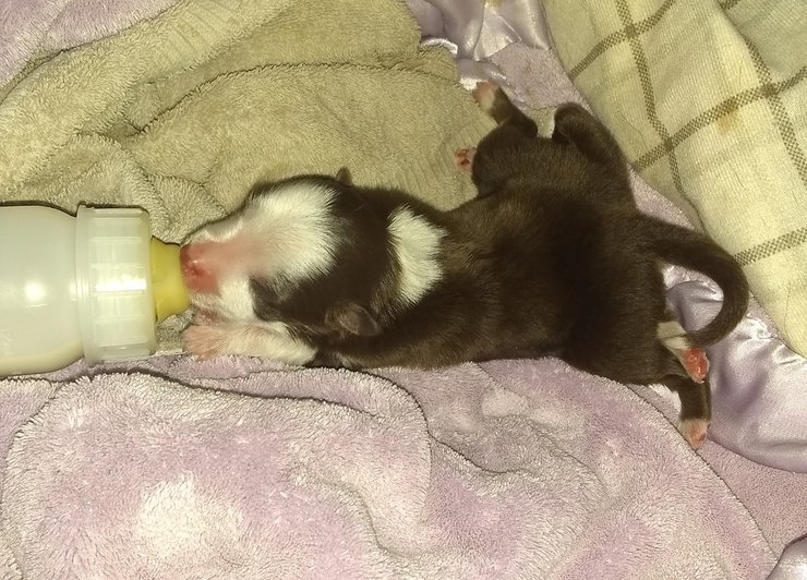 щеня, їжа, аномалії