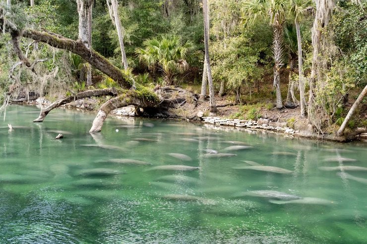популяция ламантинов