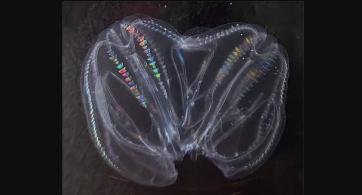 гребневик слияние