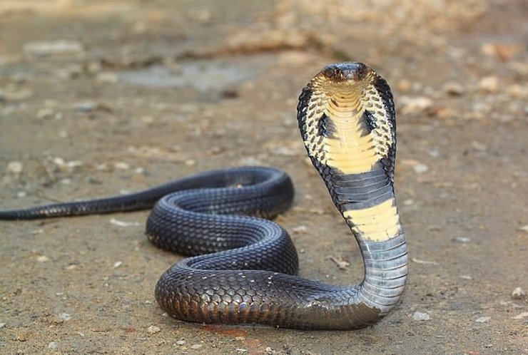 Змея смертельно укусила мужчину в Хургаде