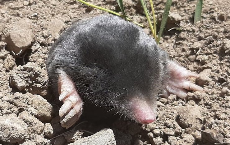 рот норовий вигляд