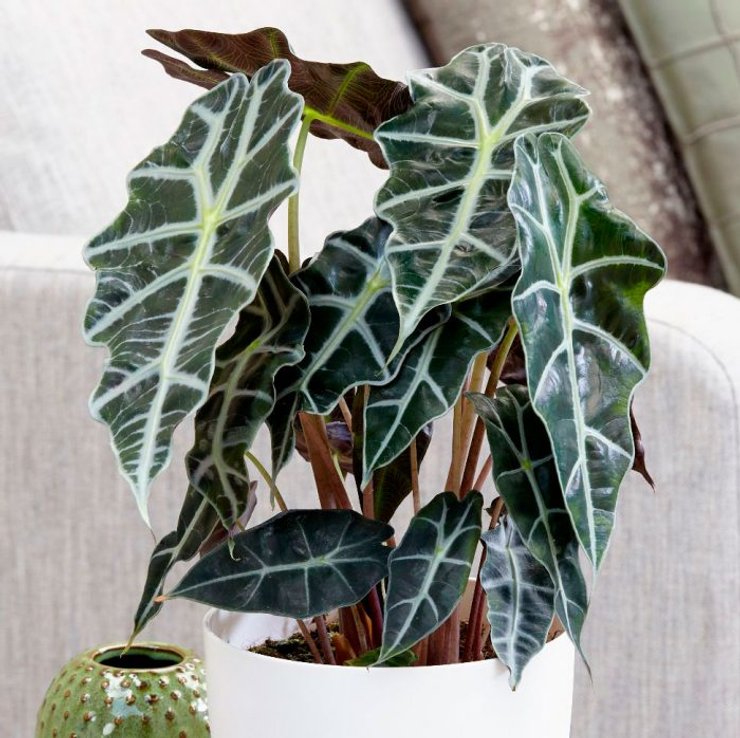 комнатные растения, цветы и здоровье, цветы лечебные