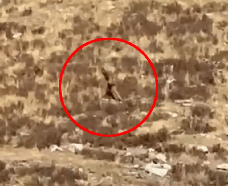 Бигфут, США, Колорадо, монстр