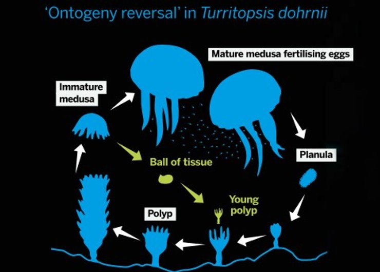 бессмертная медуза цикл