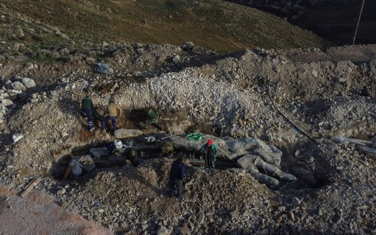 окаменелое дерево, лесбос