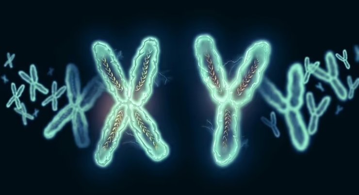 Y-хромосома, геном, важные научные открытия 2023, главные научные открытия 2023, итоги года 2023, научные открытия, что изобрели в 2023 году, изобретения 2023, открытия 2023