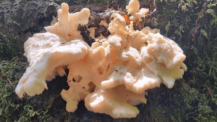 Гериций съедобный (Hericium Cirrhatum)