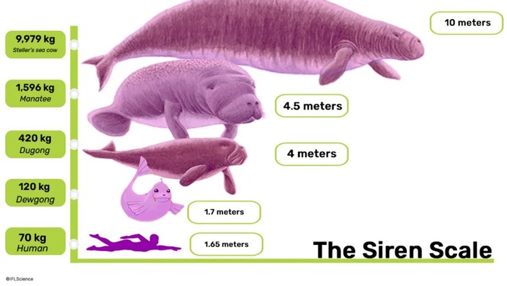 Серце вагою 16 кг: біля берегів Каліфорнії знайдено істоту, схожу на ламантина, розміром із човен