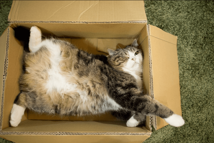 Кот Мару, рекордсмен