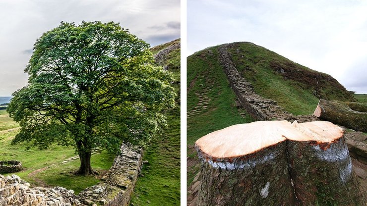 Срубленное дерево, Sycamore Gap, туристы, достопримечательность, вандал срезал дерево, 200-летнее дерево, семена дерева