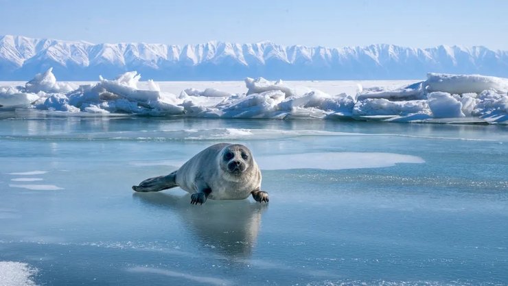 байкал, озеро байкал, байкальская нерпа