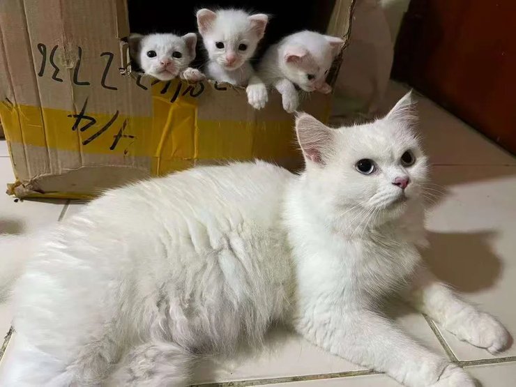 кошка новорожденные котята котята