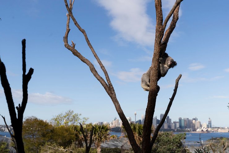 коалы в Австралии