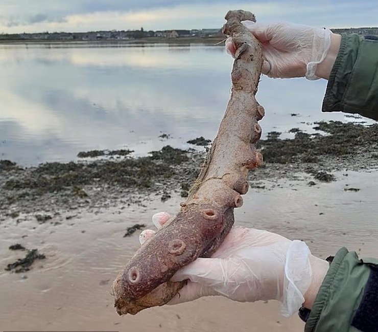 семирукий восьминіг