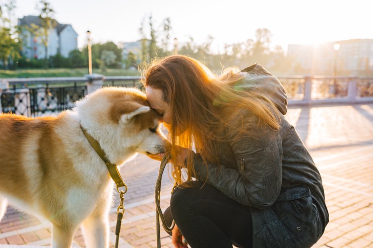акіта, собака, породи собак