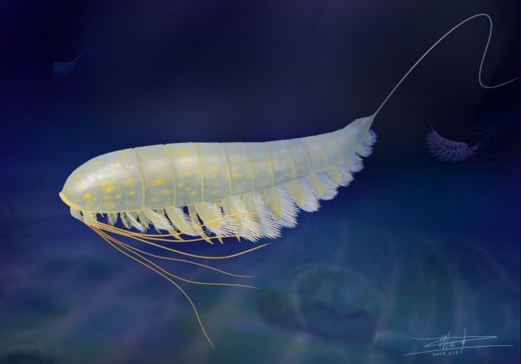 трилобіт членистоноге, трилобіт скам'янілість