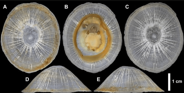 исследователи обнаружили новый глубоководный вид