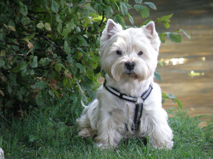 мальтийская болонка