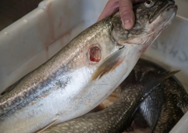 форель мінога