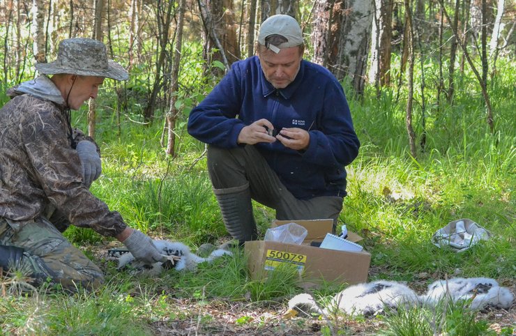 черный аист, редкая птица, исчезающий вид