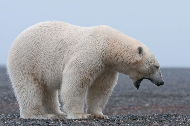 Білий ведмідь