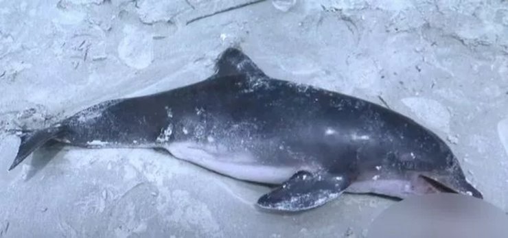 Мертвый дельфин, подросток поймал дельфина, фото с дельфином, дельфин умер, нашли мертвого дельфина, млекопитающие, грозит арест