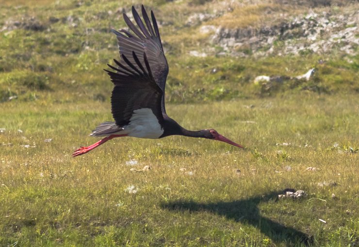 черный аист, редкая птица, исчезающий вид