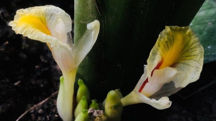 Квітка, імбир