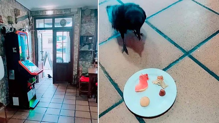 Ворон умеет говорить, птица, ворон Пако, выпал из гнезда, звезда соцсетей, животное говорит, говорит привет, приходит завтракать,