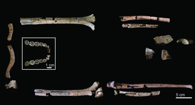 Homo habilis кістки