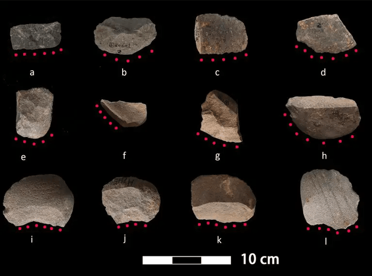 рис, исследование, история, одомашнивание риса
