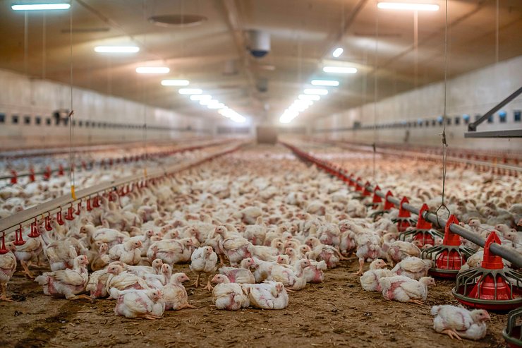 птахофабрика, яйця по 17 гривень, ціни на яйця