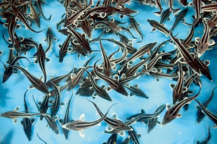 осетр, осетровые, осетровая икра, осетровая ферма