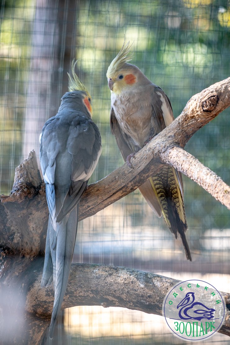 Попугаи Корелли, фото