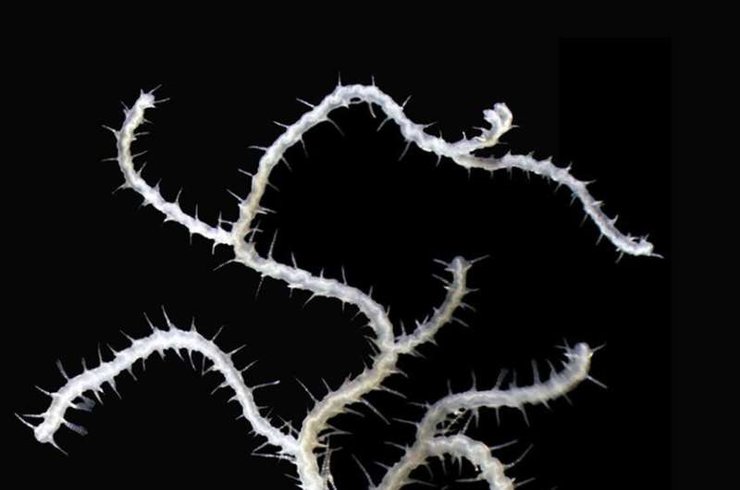 червь, новый вид, исследования, наука, ученые, новый вид название, морские черви, Ветвистые морские черви