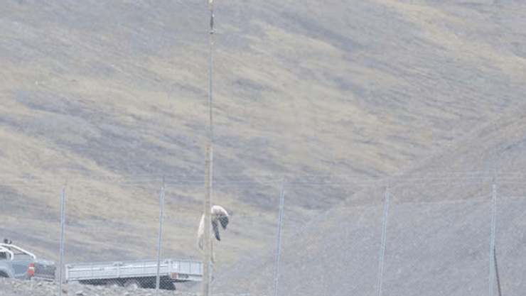 нападение белого медведя