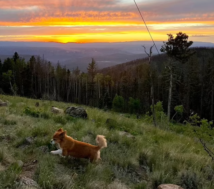 Робота мрії, жінка поселилась у пожежній будці високо в горах, життя у лісі, Кортні Макінтош, США, крихітний будинок, фото