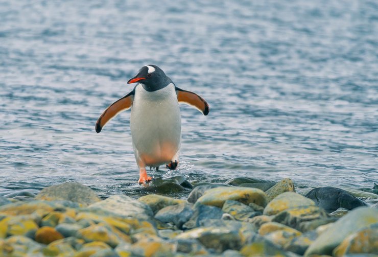 станция академик вернадский, антарктида, антарктика, пингвины, украинские полярники