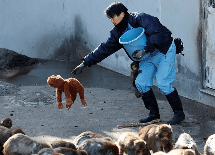 Стая обезьян, зоопарк