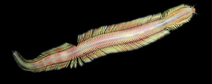 морський черв'як