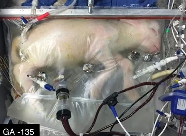 ягненок искусственная матка