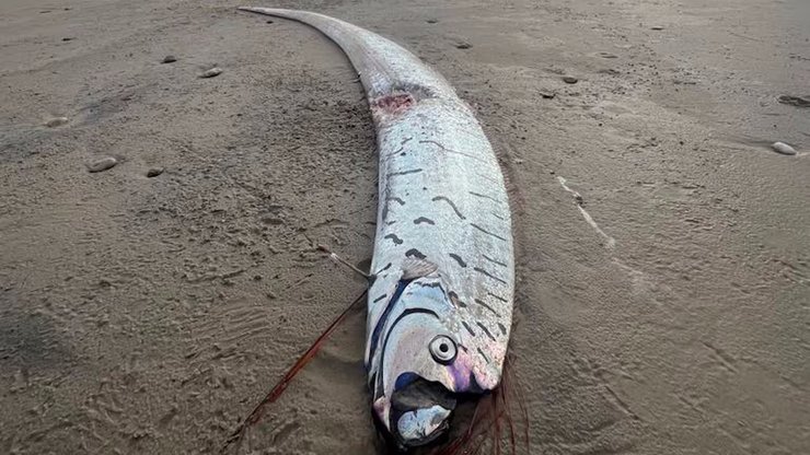 рыба ремень