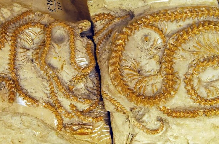 змія удав скам'янілість